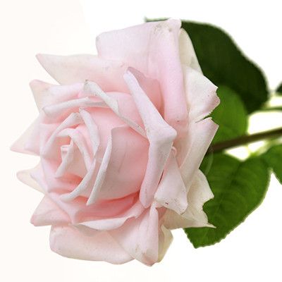 Цветок "Роза с листьями" 72см цветок из силик. цвет микс