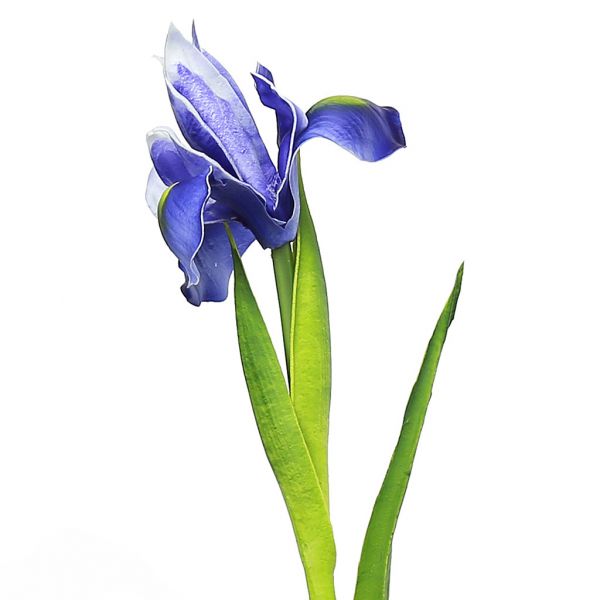 Цветок "Ирис" 58см, цветок 10х8см, синий